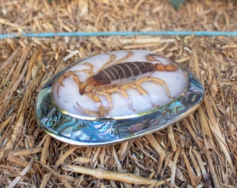 Real SCORPION ABALONE EPOXY Handmade Oval Western Belt Buckle