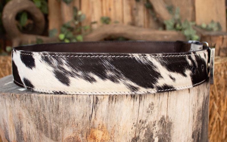 May include: A cowhide belt with a black and white spotted pattern. The belt has a dark brown interior and a silver-colored buckle. The belt is displayed on a wooden surface.