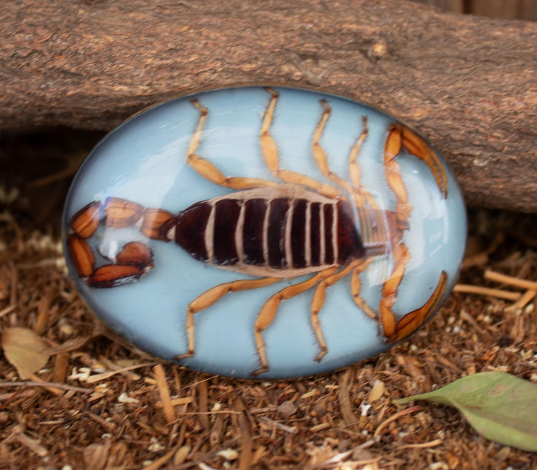 Real SCORPION ALACRAN EPOXY Handmade Oval Western Belt