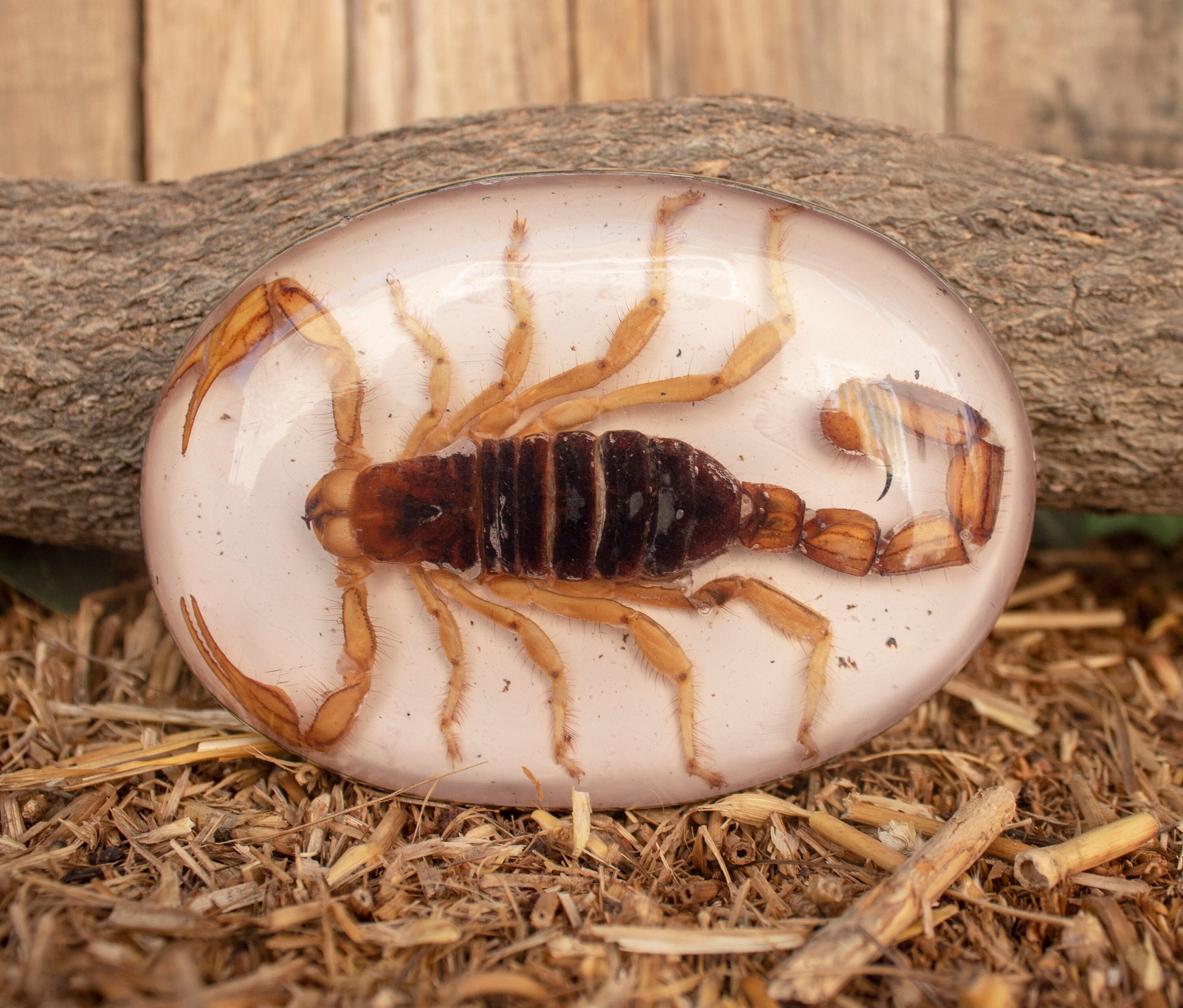 Scorpion taxidermy - Etsy 日本