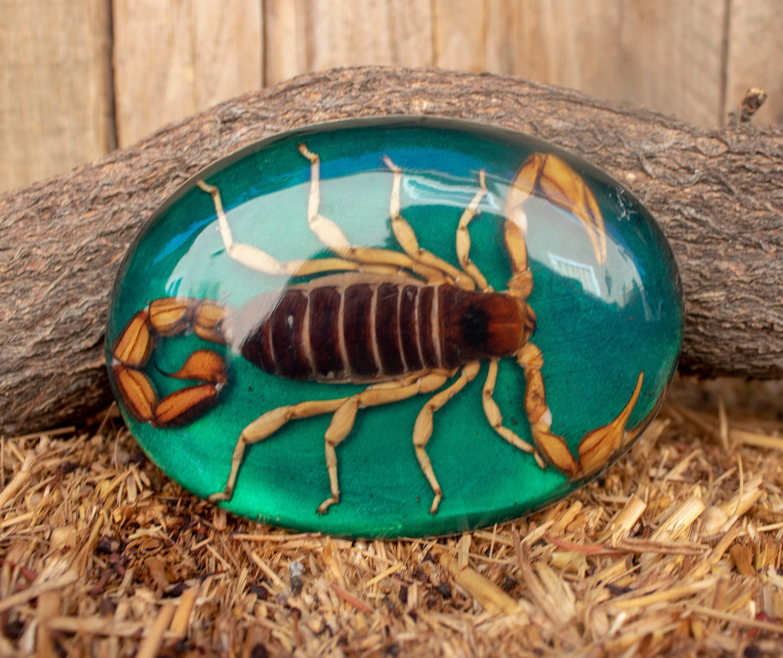 Real SCORPION ALACRAN EPOXY Handmade Oval Western Belt Buckle
