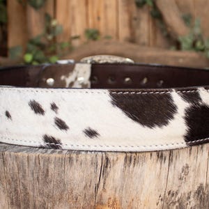 May include: A cowhide belt with a brown leather backing and a silver buckle. The belt features a white and black spotted pattern. The belt is displayed on a wooden surface.