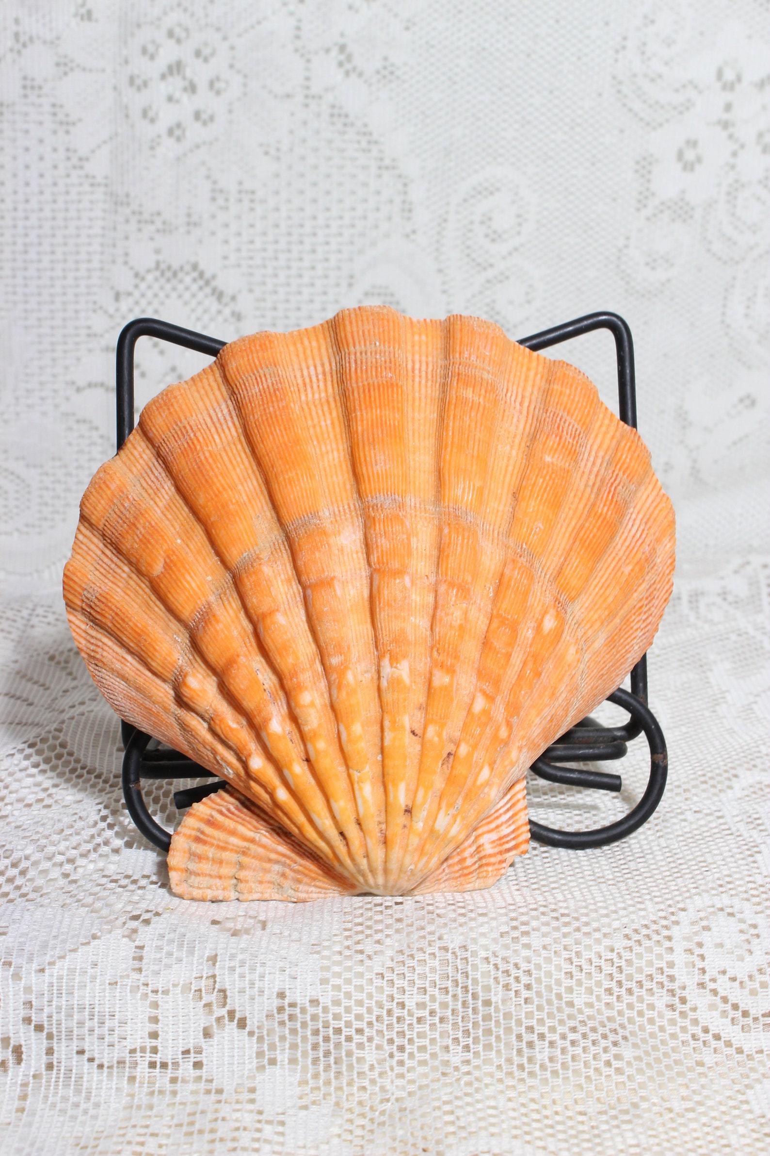 Lion's Paw Scallop Shells Set of 2 Etsy