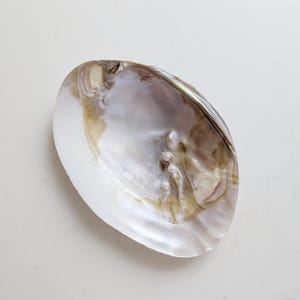May include: An oval-shaped bivalve seashell with a smooth, iridescent interior surface. The shell features a pearlescent finish with swirling shades of white, cream, and soft brown, showcasing natural nacreous layers and small raised bumps.