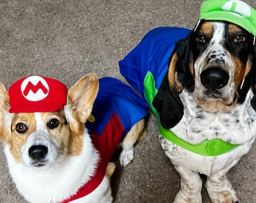 Dog goomba costume Etsy
