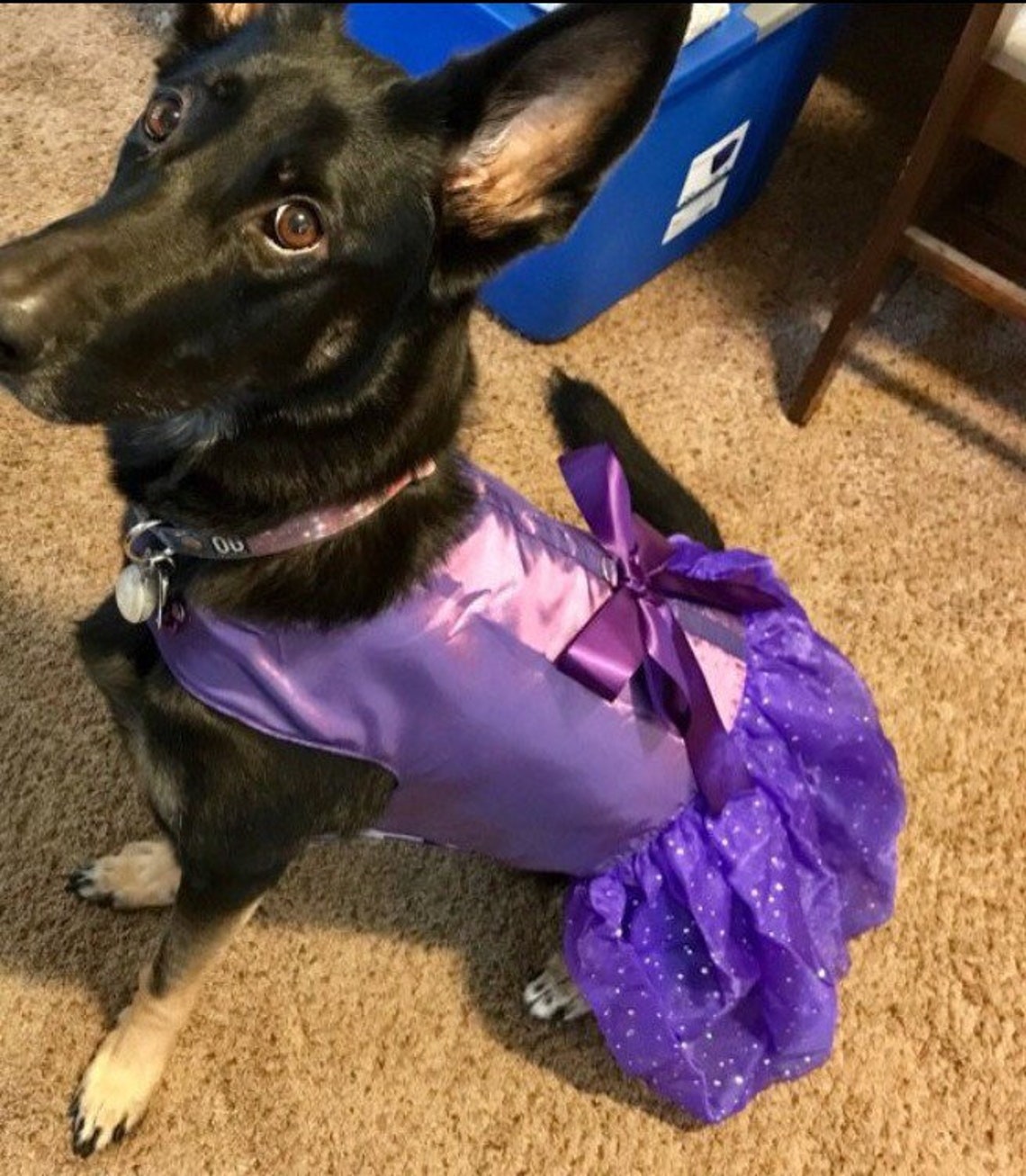 Special Occasion Purple dog dress Harness tutu Pet Apparel Etsy