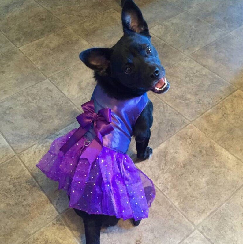 Special Occasion Purple dog dress Harness tutu Pet Apparel Etsy