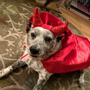 Ready to be shipped Dog Devil Cape, Halloween Costume, Cape and devil horns, 2 pieces costume