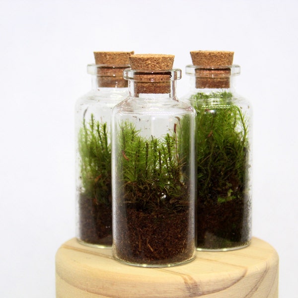 Mini Moss Terrarium