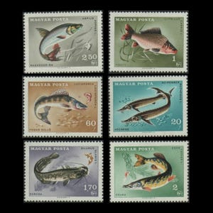 May include: A set of six vintage Hungarian postage stamps featuring different types of fish. The stamps are green, blue, and brown with illustrations of the fish and their names in Hungarian and Latin. The stamps are from the 1960s and are in good condition.