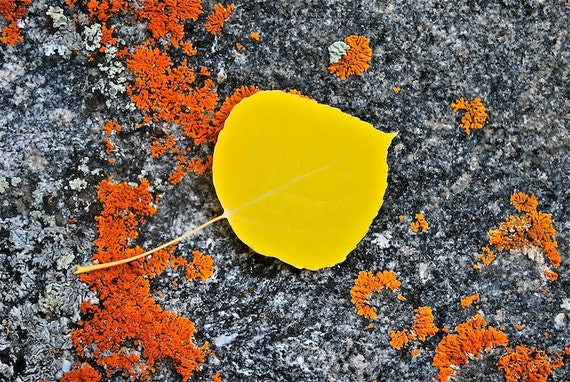 Aspen leaf Colorado Fall in the Rockies "Aspen over Lichen"