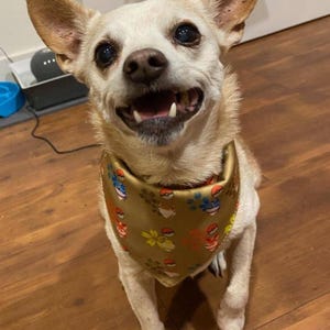 Eeveelutions Pet Bandanas