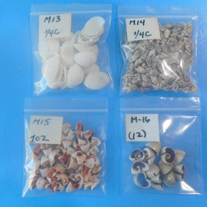 May include: Four clear plastic resealable bags containing various small seashells. The top left bag is labeled M13 1/4C with white shells. The top right bag is labeled M14 1/4C with small grey shells. The bottom left is M15 1OZ with brown shells, and bottom right is M-16 (12) with spiral shells.