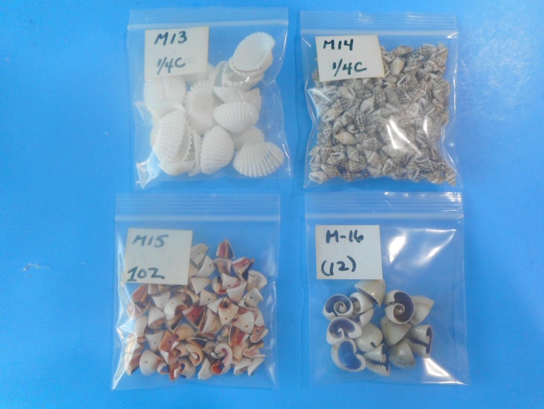 May include: Four clear plastic resealable bags containing various small seashells. The top left bag is labeled M13 1/4C with white shells. The top right bag is labeled M14 1/4C with small grey shells. The bottom left is M15 1OZ with brown shells, and bottom right is M-16 (12) with spiral shells.