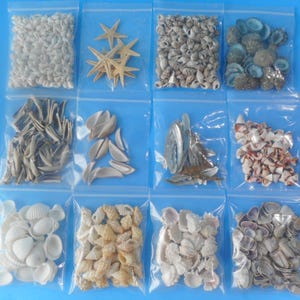 May include: Twelve small plastic bags filled with various types of seashells and starfish. The bags are arranged in a grid pattern on a blue surface.