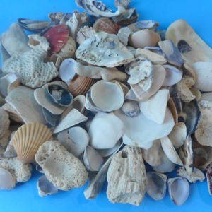 Bulk Craft Shells-1/2 Kilo-1kilo Craft Seashell Supply - Etsy