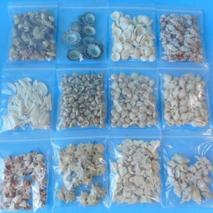 Micro / Tiny Seashells-Craft Supply- Sailor Valentine Shells
