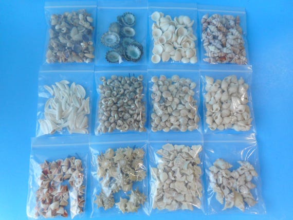 Micro / Tiny Seashells-Craft Supply- Sailor Valentine Shells