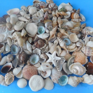 May include: A large collection of seashells in various shapes, sizes, and colors, including white, brown, and blue. The shells are arranged in a pile on a blue background.