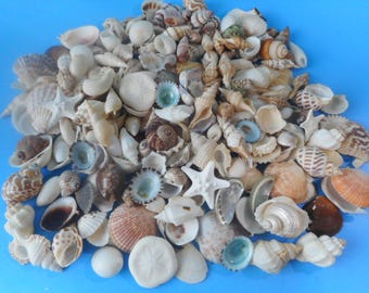 Seashell Mix: Small/Medium Bulk Craft Shells, Coastal Decor (300+)