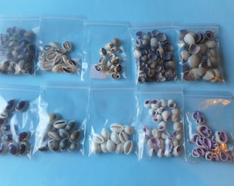 Small Purple Seashells-Craft Supply-Cut Seashells