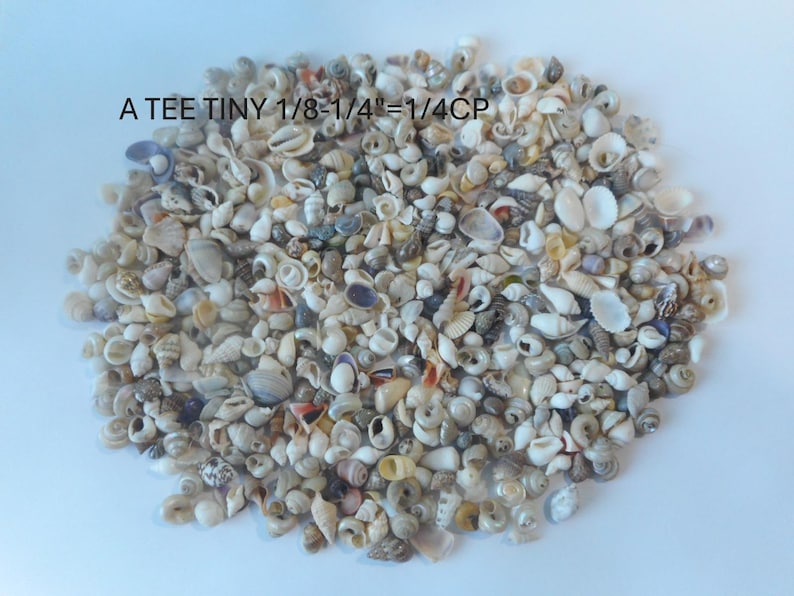 May include: A large collection of tiny, assorted natural seashells in shades of white, beige, gray, and brown. The shells vary in shape and texture, including spiral and bivalve forms. Text printed on the image reads: A TEE TINY 1/8-1/4"=1/4CP.