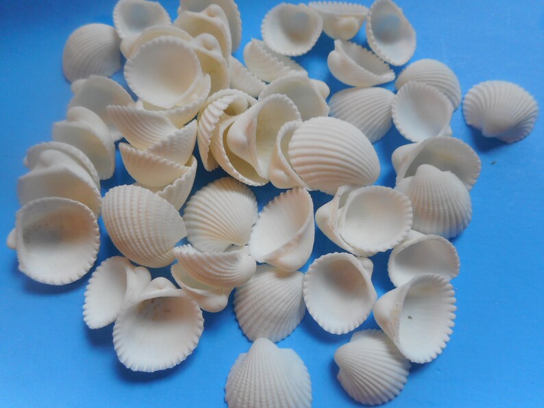 Tiny Sea Shells for Crafts Shell Supply-coastal Beach - Etsy