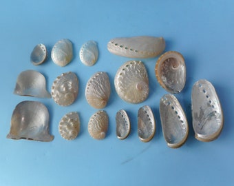 Abalone Seashell Variety-Pearl, Silver,Gold-Craft Seashell Supply
