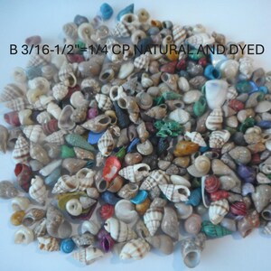 May include: A large collection of small natural and dyed seashells in various shapes and colors, including brown, white, blue, green, and red. The text B 3/16-1/2"=1/4 CP NATURAL AND DYED is printed in black over the center of the shell pile.