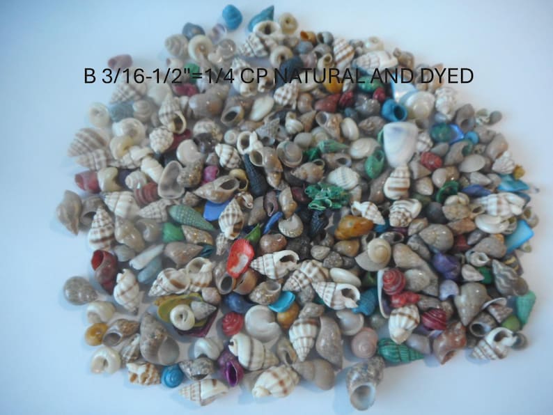 May include: A large collection of small natural and dyed seashells in various shapes and colors, including brown, white, blue, green, and red. The text B 3/16-1/2"=1/4 CP NATURAL AND DYED is printed in black over the center of the shell pile.