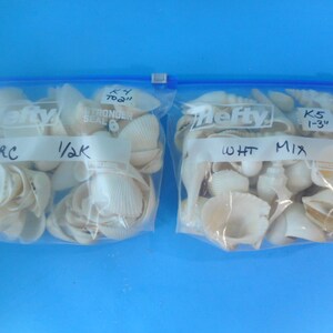 Bulk Craft Shells-1/2 Kilo-1kilo Craft Seashell Supply - Etsy