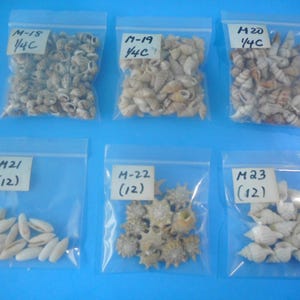 May include: Six clear plastic resealable bags containing various small seashells. The bags are labeled M-18 1/4C, M-19 1/4C, M-20 1/4C, M-21 (12), M-22 (12), and M-23 (12). The shells vary in shape, size, and color, including tan, brown, and white.