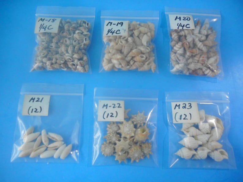 May include: Six clear plastic resealable bags containing various small seashells. The bags are labeled M-18 1/4C, M-19 1/4C, M-20 1/4C, M-21 (12), M-22 (12), and M-23 (12). The shells vary in shape, size, and color, including tan, brown, and white.