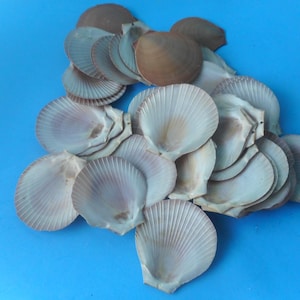 Bulk Craft Shells-1/2 Kilo-1kilo Craft Seashell Supply - Etsy