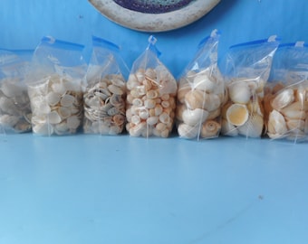 Small/Medium SeaShells-1 Quart-Craft Supply Shells