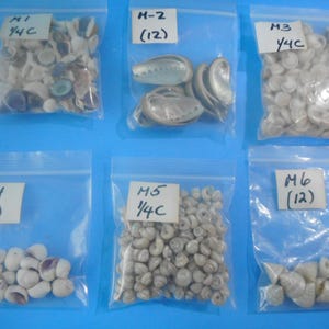 May include: Six clear plastic resealable bags containing various small seashells. Each bag has a white label with text: M1 1/4C, M-2 (12), M3 1/4C, M4 (12), M5 1/4C, and M6 (12). The shells vary in shape, size, and color, including white, tan, and iridescent.