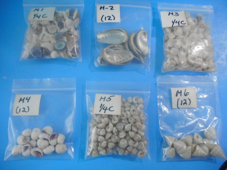 May include: Six clear plastic resealable bags containing various small seashells. Each bag has a white label with text: M1 1/4C, M-2 (12), M3 1/4C, M4 (12), M5 1/4C, and M6 (12). The shells vary in shape, size, and color, including white, tan, and iridescent.