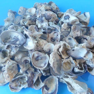 Bulk Craft Shells-1/2 Kilo-1kilo Craft Seashell Supply - Etsy
