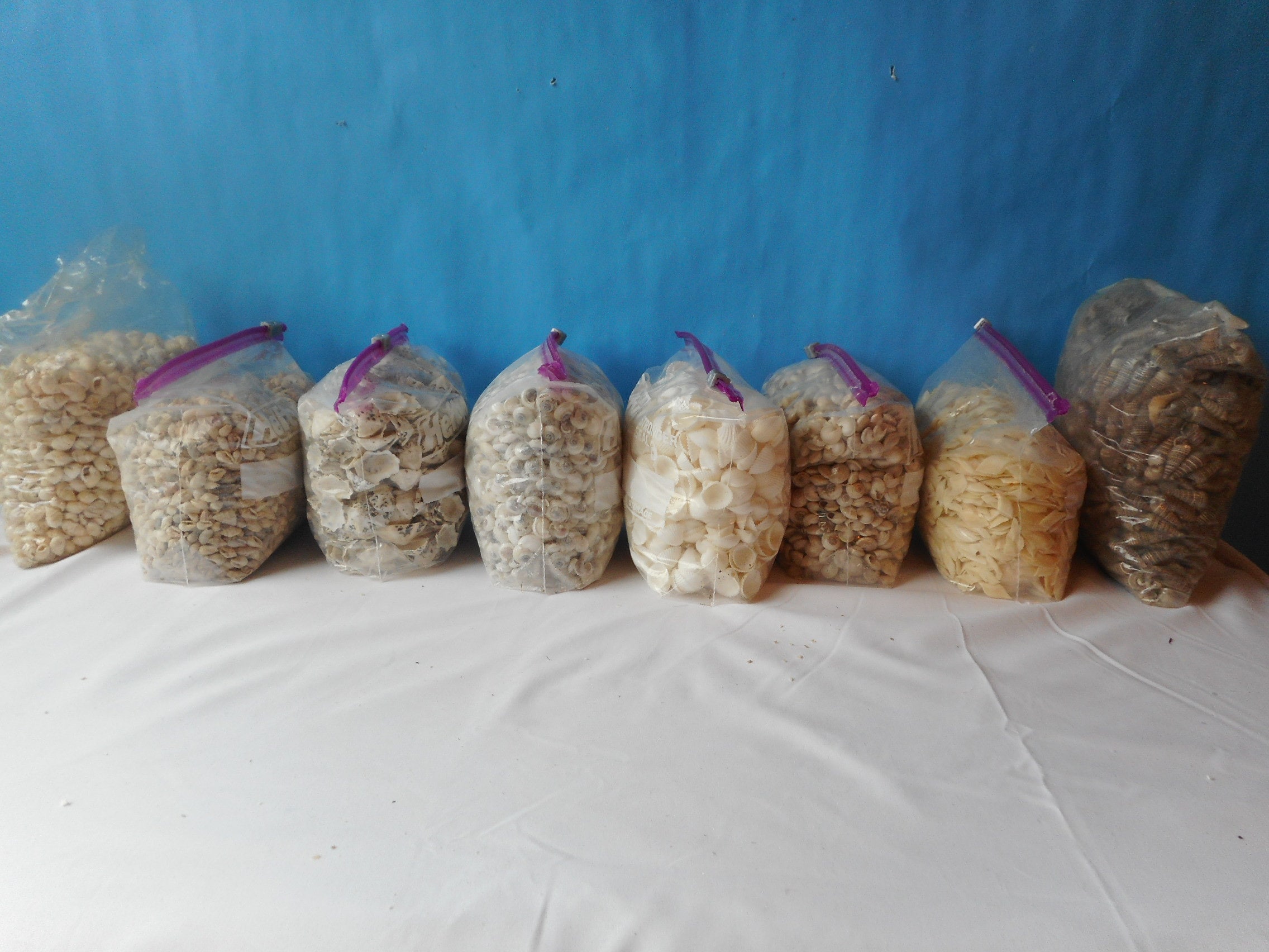 Bulk Craft Shells-1/2 Kilo-1kilo Craft Seashell Supply - Etsy