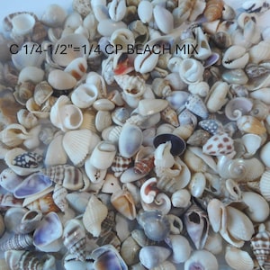 May include: A collection of small, assorted seashells in various shades of white, beige, brown, and grey. The shells feature diverse spiral, conical, and bivalve shapes. Text printed on the image reads: C 1/4-1/2"=1/4 CP BEACH MIX.