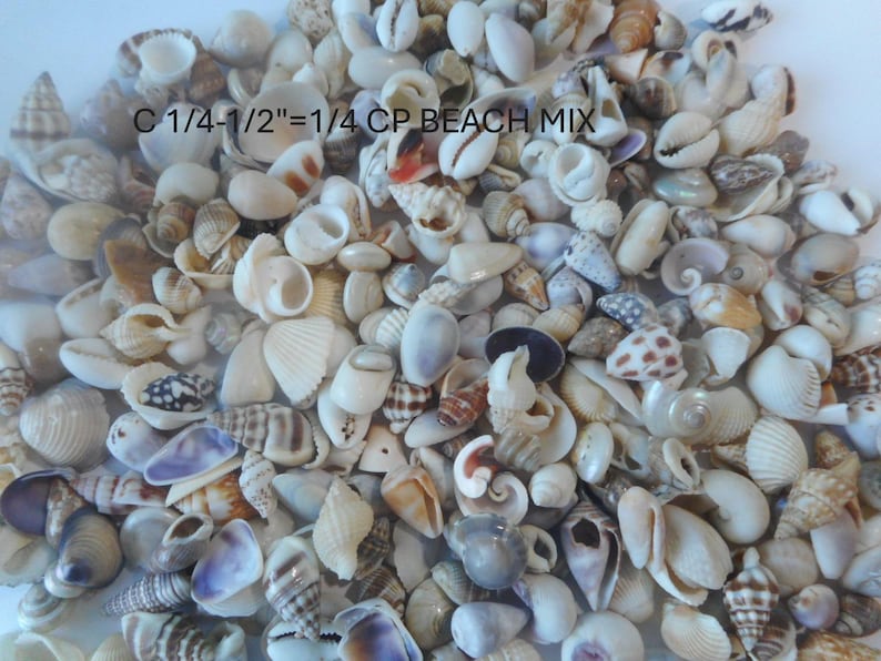 May include: A collection of small, assorted seashells in various shades of white, beige, brown, and grey. The shells feature diverse spiral, conical, and bivalve shapes. Text printed on the image reads: C 1/4-1/2"=1/4 CP BEACH MIX.
