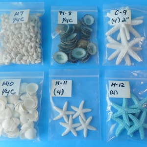 May include: Six clear plastic bags containing various sea life specimens. Top row: small white shells labeled M7 1/4C, dark blue-grey limpet shells labeled M-8 1/4C, and white starfish labeled C-9 (4) 2". Bottom row: white scallop shells labeled M10 1/4C, white starfish labeled M-11 (4), and light blue starfish labeled M-12 (4).