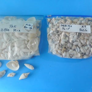 Bulk Craft Shells-1/2 Kilo-1kilo Craft Seashell Supply - Etsy