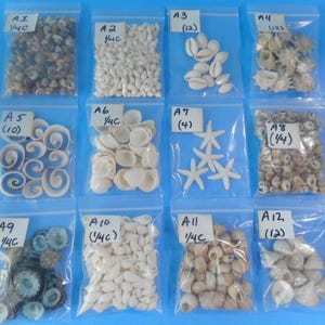 May include: Twelve small plastic bags containing various types of seashells. Each bag is labeled with a letter and a number, indicating the quantity of shells in each bag.