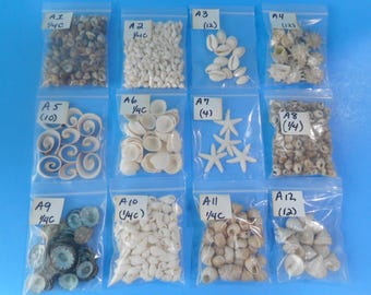 Tiny Sea Shells For Crafts - Shell Supply-Coastal Beach Nautical Decor