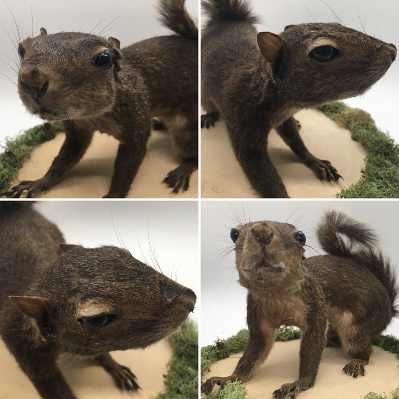 Brown Coloring Full Body Grey Squirrel Taxidermy Mount