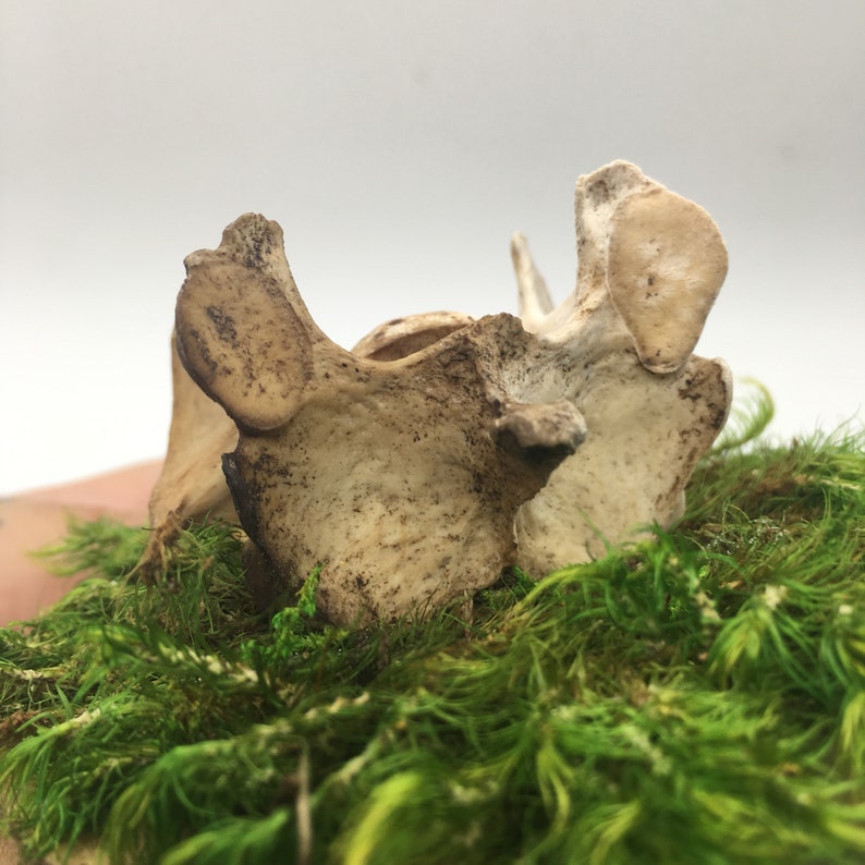Bone and Moss Plaque Display