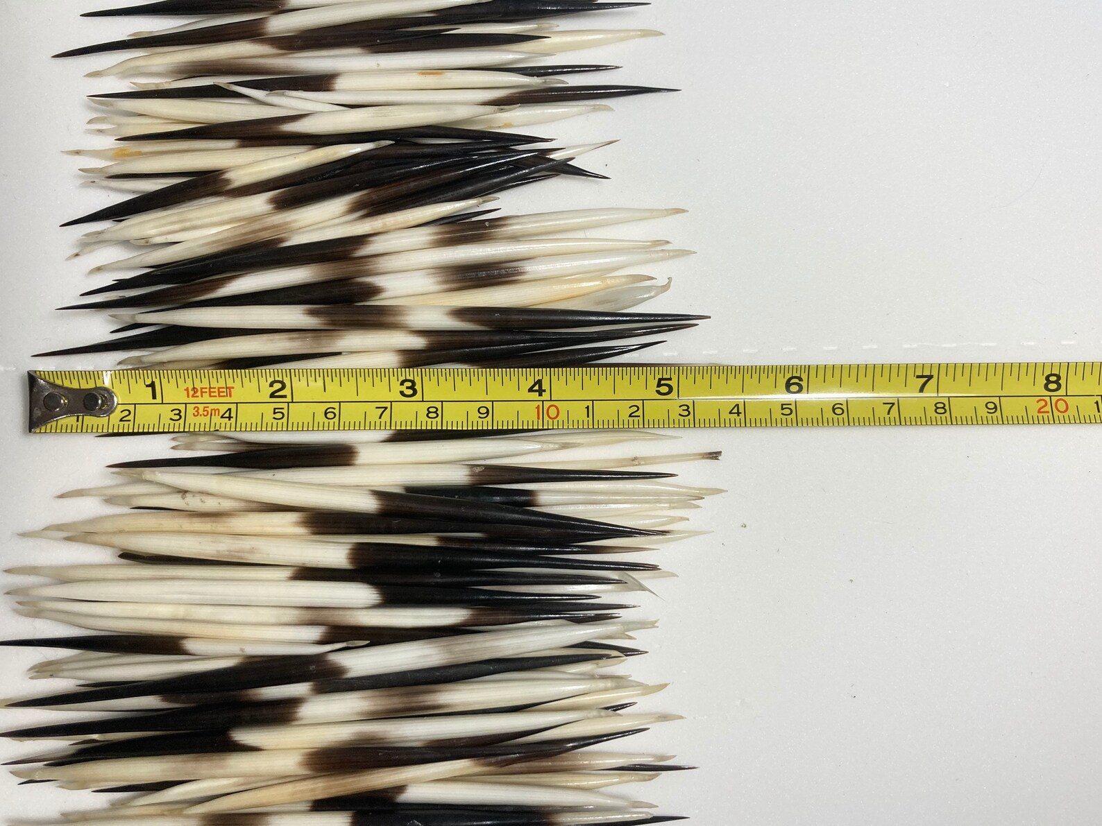 African Crested Porcupine Quills 5 Length and Under Etsy