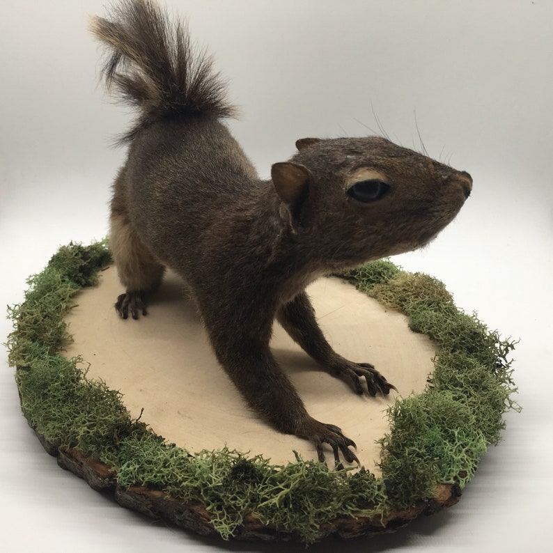 Brown Coloring Full Body Grey Squirrel Taxidermy Mount