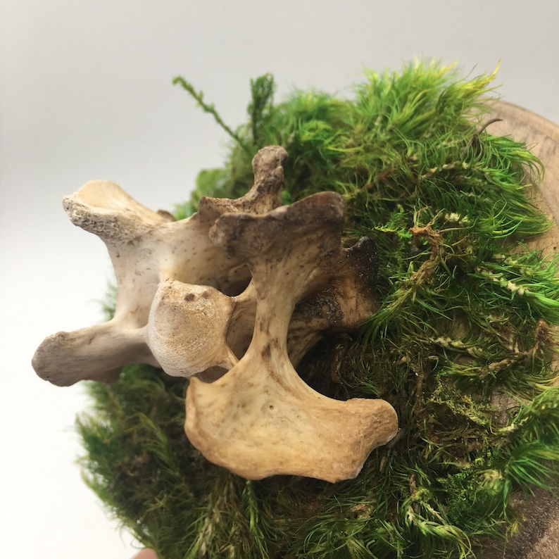 Bone and Moss Plaque Display